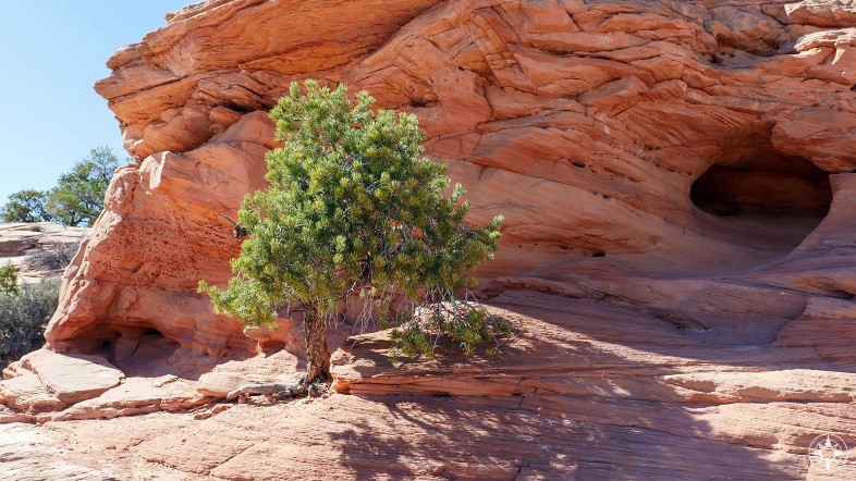Natural cave and tree surviving on the red rocks near Moab