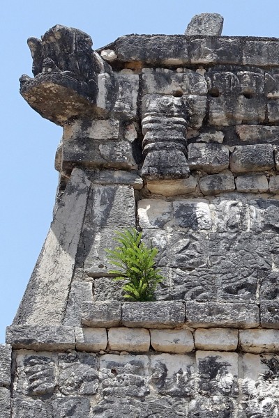 A little green shrub grows on El Osario, maya ruin, Chichen Itza, nature takes back 