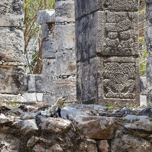 iguana camouflaged among among the Group of the Thousand Columns 