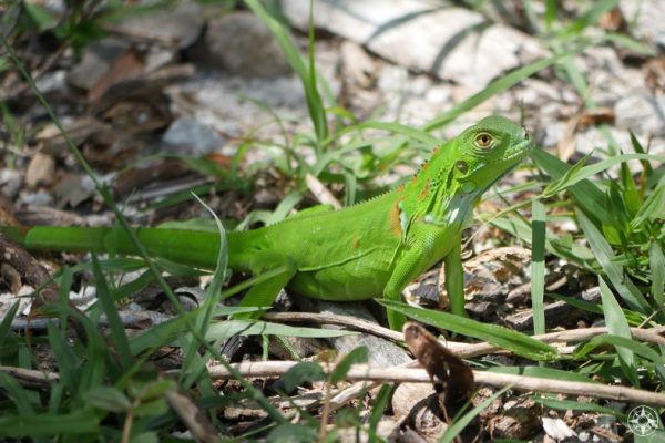 Juvenile Green Iguana or American Iguana shows off its bright green color on Key West, Fort Taylor Park