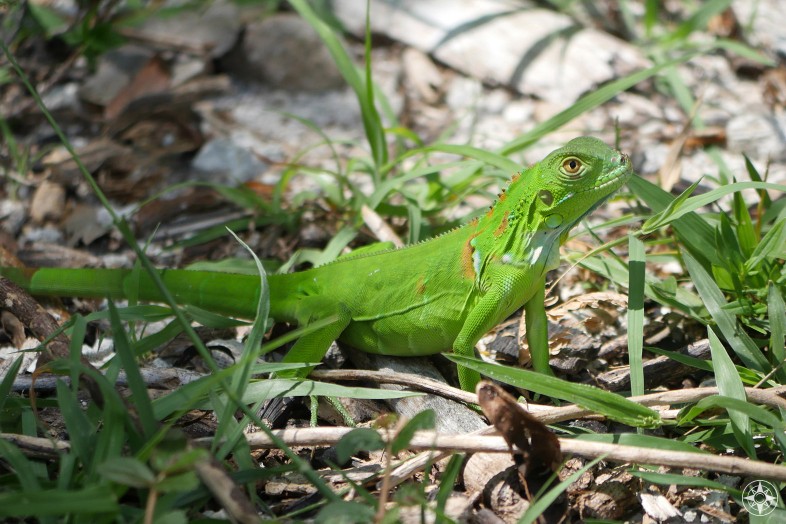 Juvenile Green Iguana or American Iguana shows off its bright green color on Key West, Fort Taylor Park