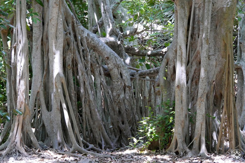 Banyan trees south of the moat of Fort Zachary Taylor, Key West
