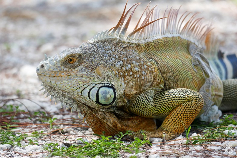 Large, colorful iguana in Fort Zachary Taylor Park, Key West, Florida