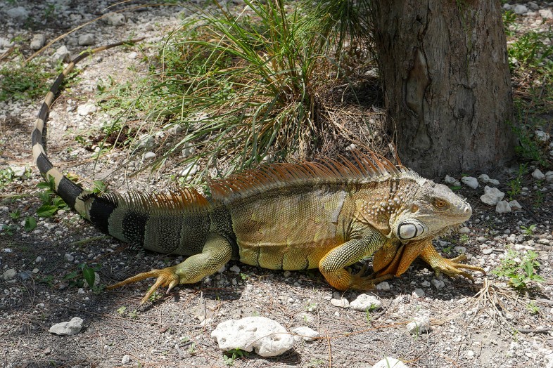 Large, colorful, adult iguana with black striped tail, spines and dewlap, called Green Iguana or American Iguana, invasive species in Key West and South Florida