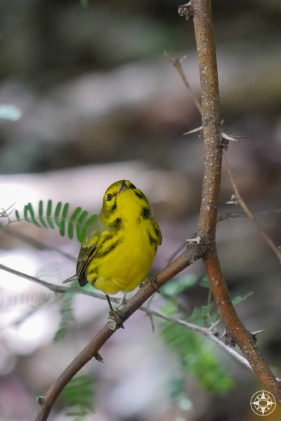 Not yellow warbler or pine warbler, but a migrating prairie warbler found in Taylor Park, Key West, Florida.