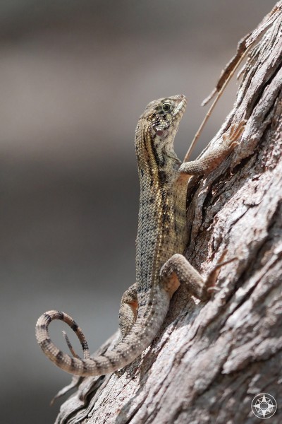 Curlytail Lizard on a tree in the Florida Keys.