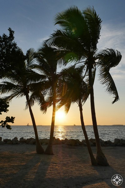 Sunset between windswept palm trees in Key West