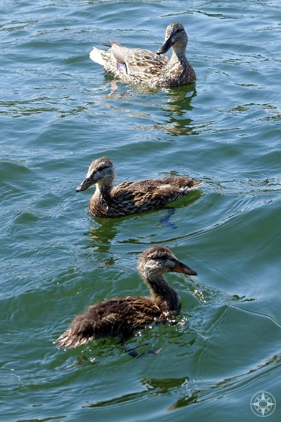 Teenage ducks on Colorado lake.