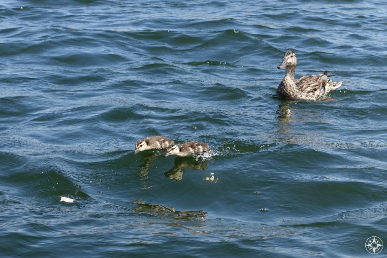 Baby ducks racing across the Ft. Collins reservoir.