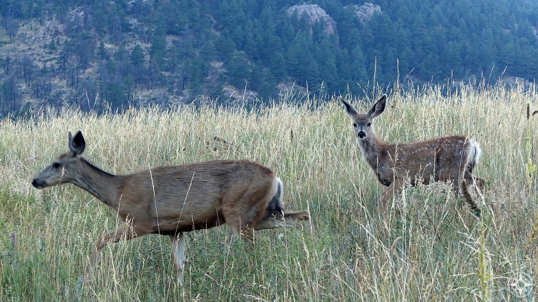 Deer - Horsetooth Reservoir - Colorado - Happier Place