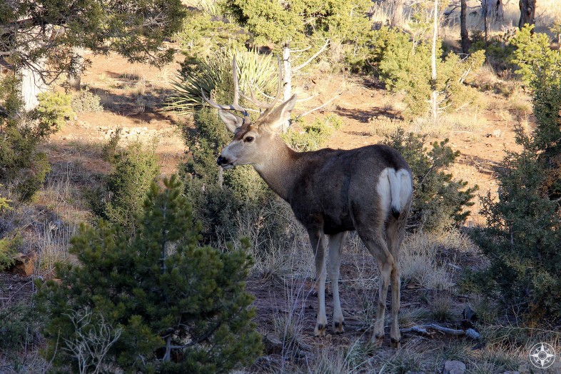Deer, Mesa Verde National Park wildlife, Colorado