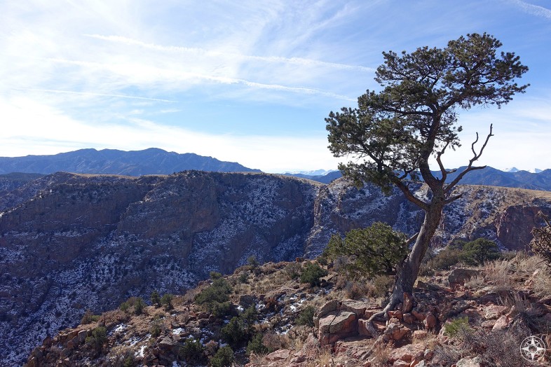 Tree growing on the North Rim of the "Grand Canyon of the Arkansas". Snow covered Rocky Mountains beyond. 