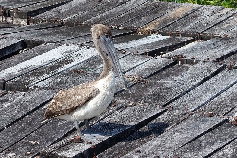 Pelican on the Old Boca Paila Bridge in Sian Ka'an.