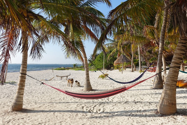 Dogs and hammocks between palm tress on the beach in Xamach Dos, Sian Kaan, Tulum, Mexico