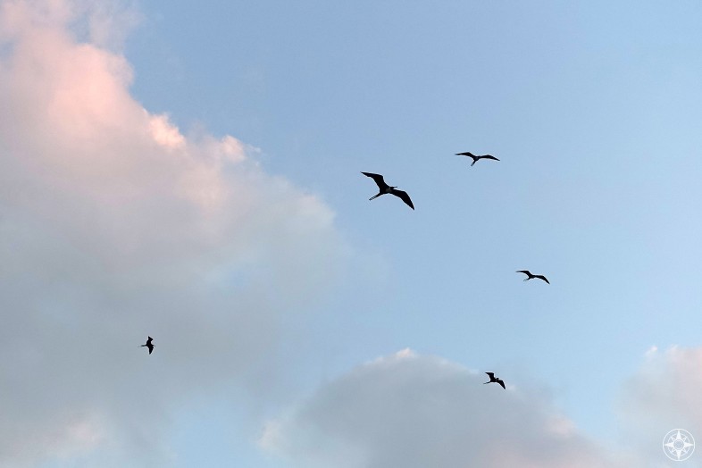 When it all gets to be too much, go see a frigate bird! Frigate birds flying above in Mexico sky, sunset clouds