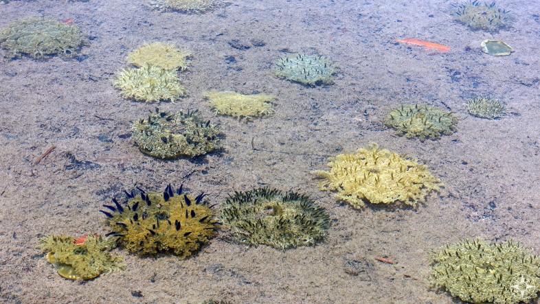 Variety of anemones in the gin-clear waters of the Sian Ka'an Biosphere Reserve.