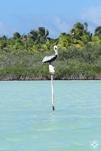 Pelican in the Sian Ka'an Lagoon.