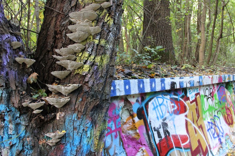 Fungi on tree covered in graffiti besides colorful graffiti wall, Natur-Park Südgelände, Berlin