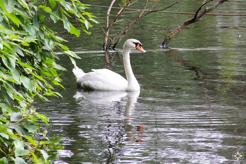 Swan on a pond in Tiergarten park, Berlin
