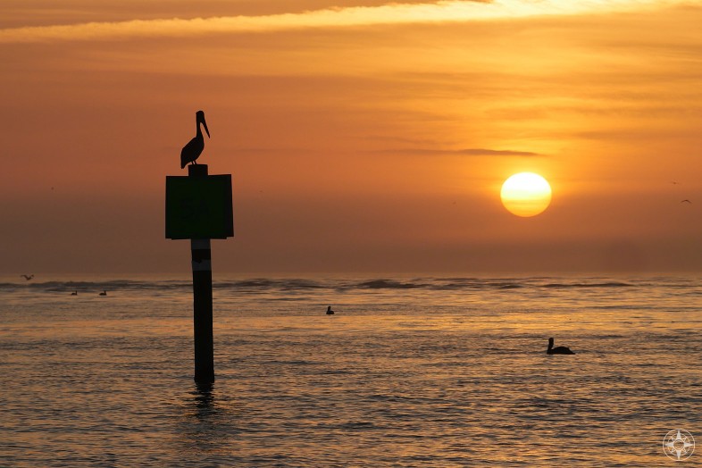 lone pelican on sign in water at sunset, Honeymoon Island, Florida