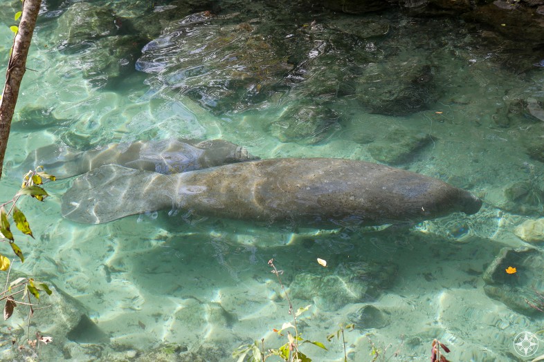 Mother manatee and manatee calf swimming in clear water at Three Sister Springs, Florida