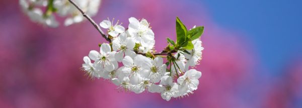 White apple blossoms, pink blossoms, blue sky, apple tree, Happier Place