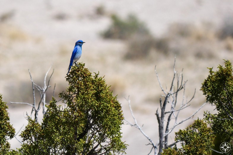Blue Bird bringing color to The White Place, New Mexico.