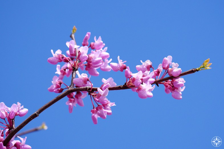 Pink spring blossoms high above Abiquiú Lake on what is probably a Western Redbud.