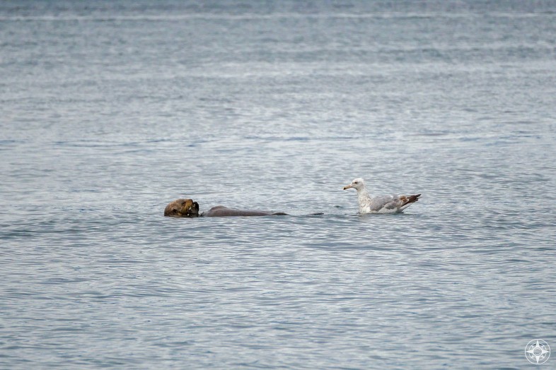 sea otter, gull, Kachemak Bay, Alaska