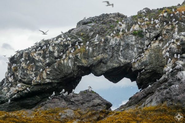 birds, Gull Island Arch, Rock Window, Hole in the Rock, kittiwakes