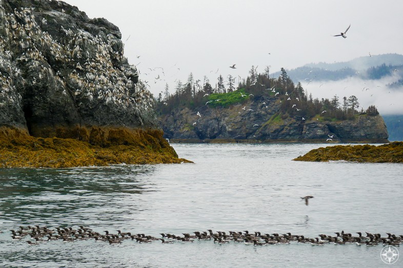 Common murres on the water, puffins in flight, kittiwakes (gulls) all over the rocks of Gull Island, Kachemak Bay, Alaska