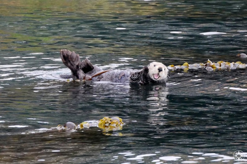 Sea otter waving