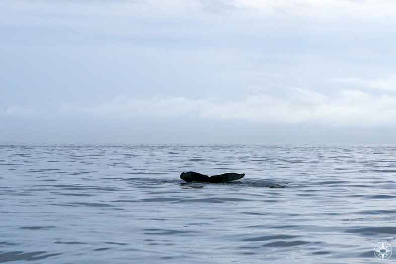 Humpback whale tail fin, Homer, Alaska