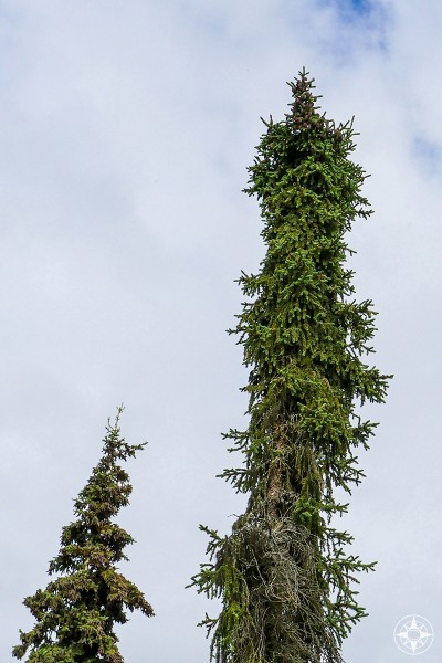 Tall and skinny Black Spruce, Common pine tree in Alaska