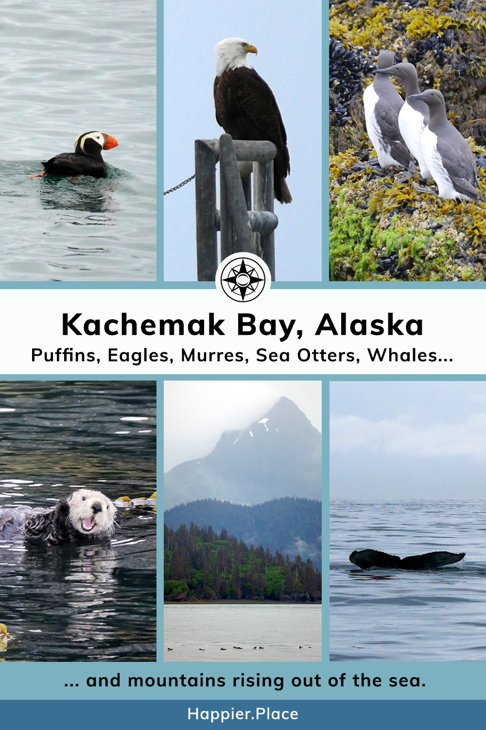 Kachemak Bay and Homer Alaska where you can see puffins, eagles, murres, sea otters, and whales - and mountains rising from the sea. #HappierPlace #Alaska
