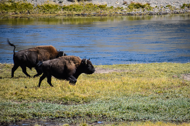 Roaming bison in Yellowstone National Park, photo by Lauren Gay, outdoorsy diva