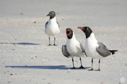 Laughing Gulls communicate, representing Happier Ambassador program