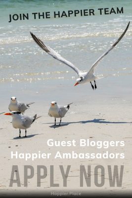 Join the Happier Team, Apply now, Guest Bloggers, Happier Ambassadors, happier place, royal tern landing among flock on beach