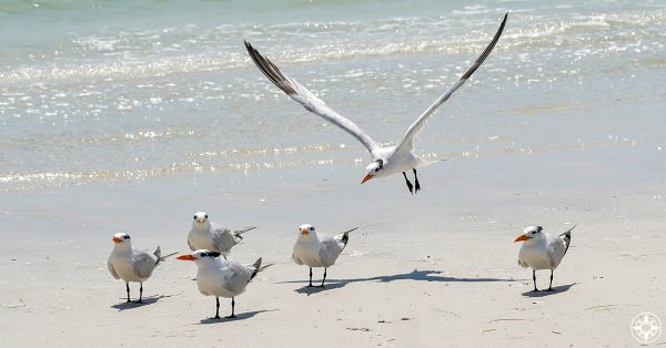 Royal Tern landing among flock, beach, join, happier place team