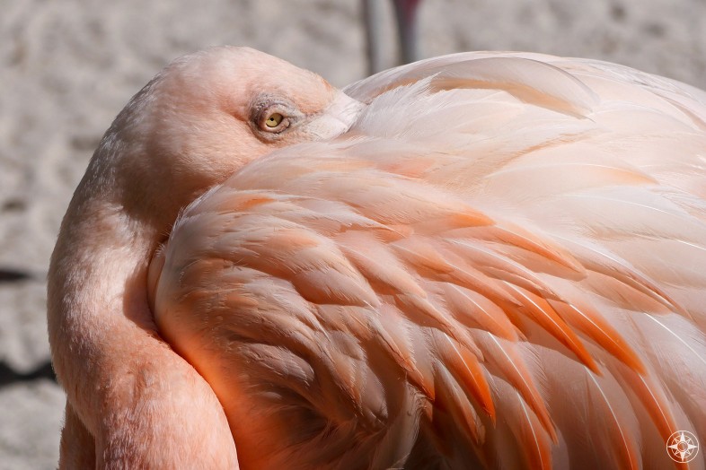 Salmon-colored Chilean flamingo hiding beak in feathers. Sunken Gardens, St. Pete, Florida. HappierPlace