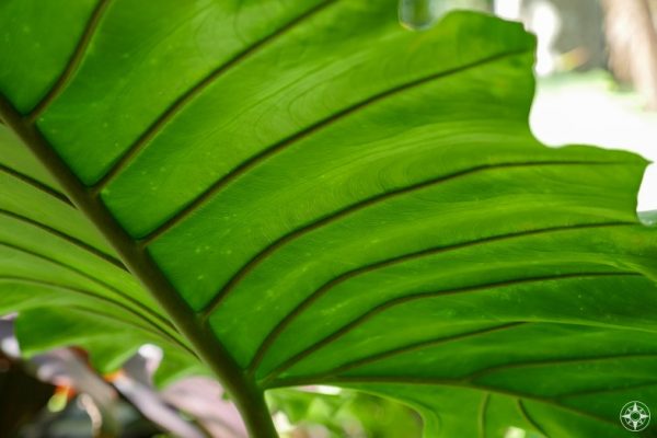 Close-up of patterns on underside of large green leaf