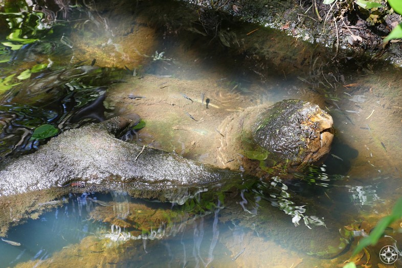 Very old, large alligator snapping turtle, beak open, Sunken Gardens, St. Petersburg, Florida