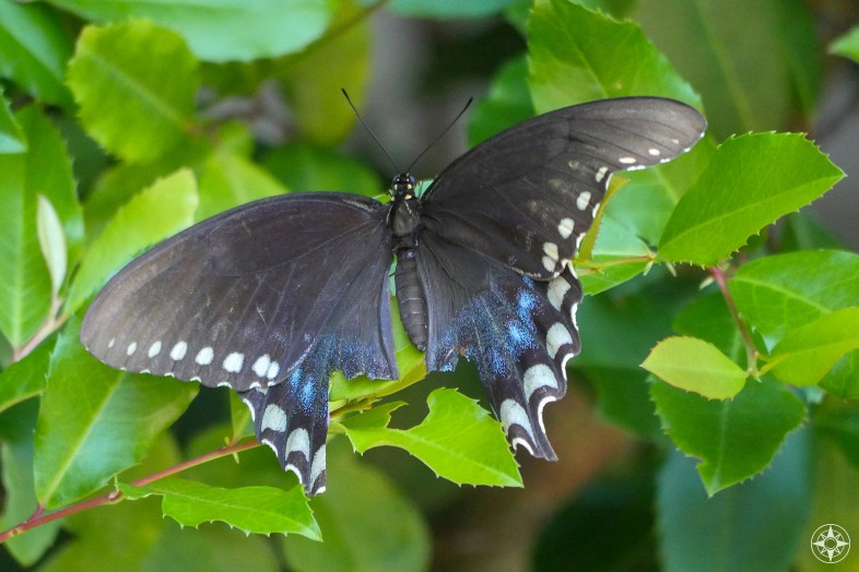 Black Florida Spicebush Swallowtail buttefly missing its swallow tail.