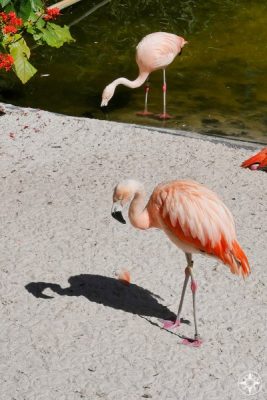 Chilean flamingos at Sunken Gardens - with feathers that are more salmon-colored - but very pink feet and knees!