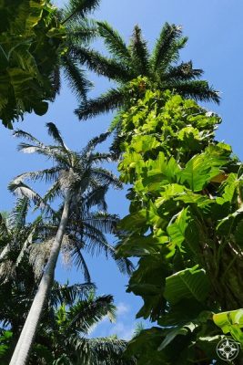 Plants growing up palm trees in Sunken Gardens, Florida