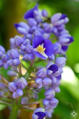 purple, yellow and white blooms on Blue Ginger blooming in Sunken Gardens, Florida
