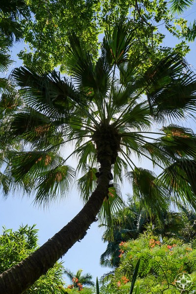 Tall palm tree blocking out the sun in the Sunken Gardens, Florida 