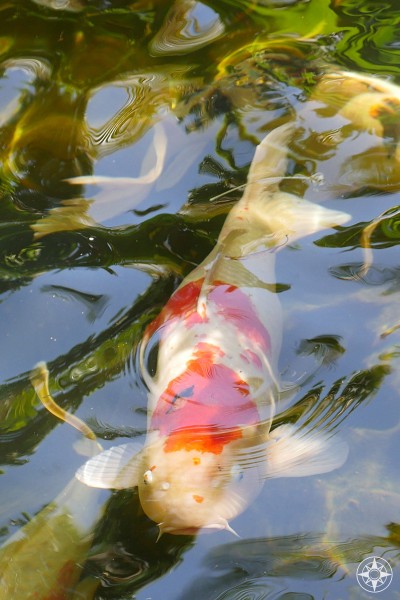 Colorful koi swim throughout the Japanese Garden of the Sunken Gardens, Florida