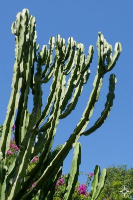 Tall cactus in Sunken Gardens, Florida