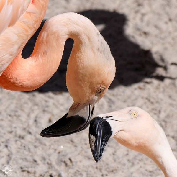 Flamingos touching beaks, Sunken Gardens, St. Pete